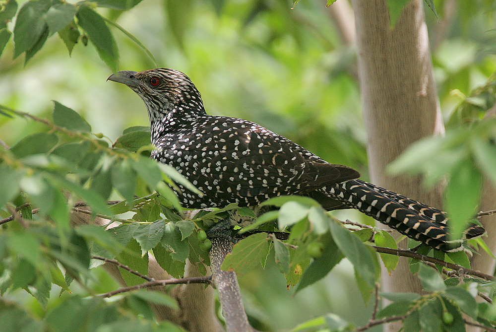 Pretty Common koel