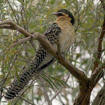 Pretty Common koel