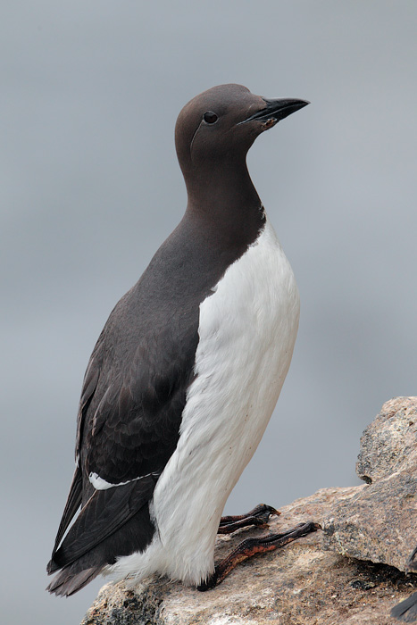 Common murre