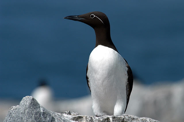 Pretty Common murre
