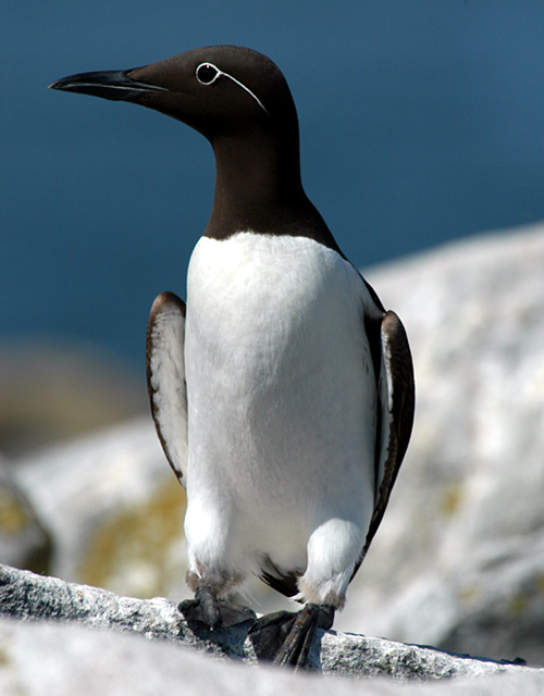 Pretty Common murre
