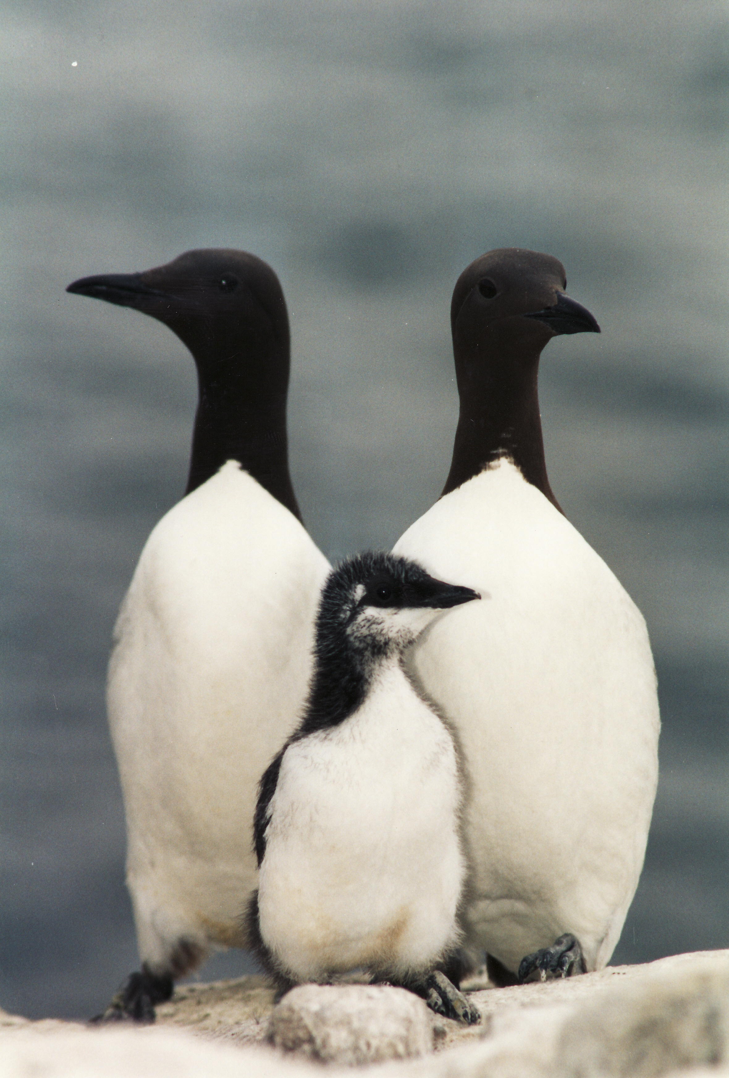 Pretty Common murre