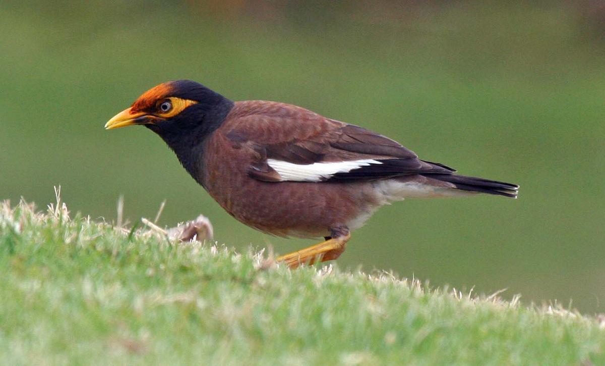 Pretty Common myna