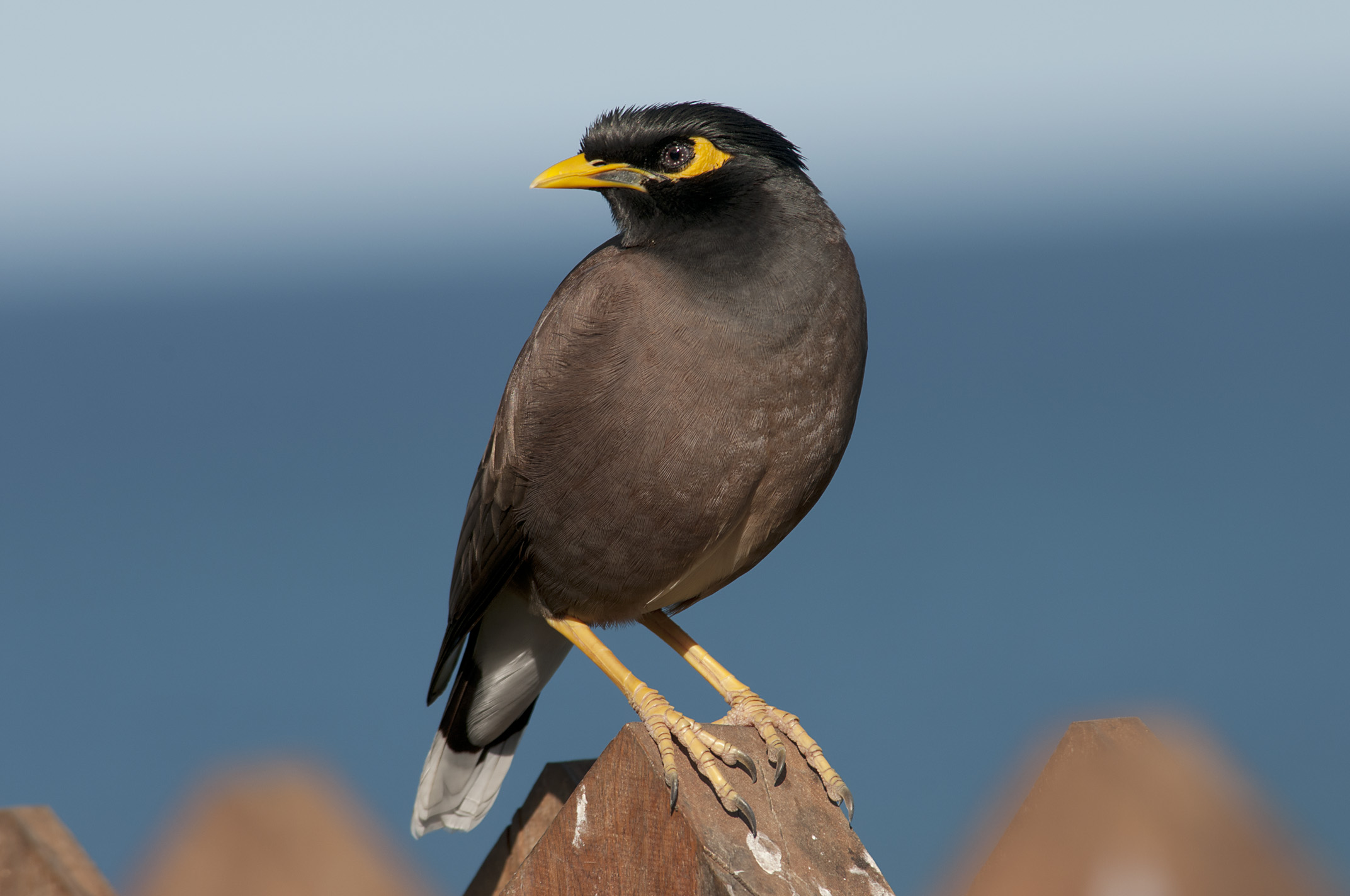Pretty Common myna