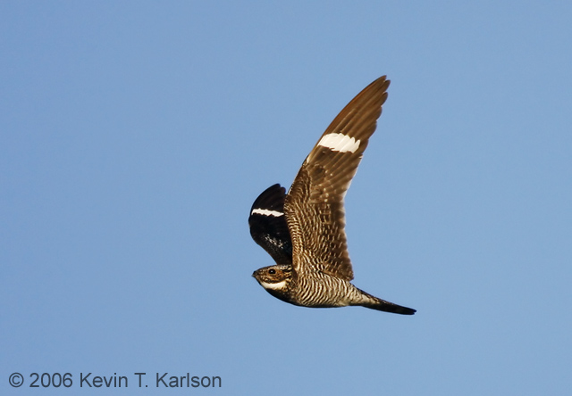 Common nighthawk