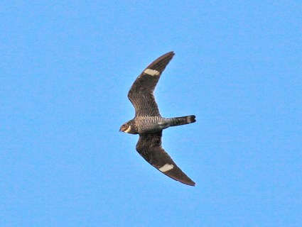 Pretty Common nighthawk