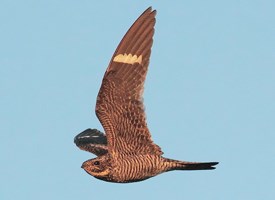 Pretty Common nighthawk