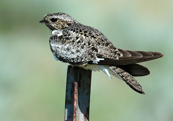 Pretty Common nighthawk