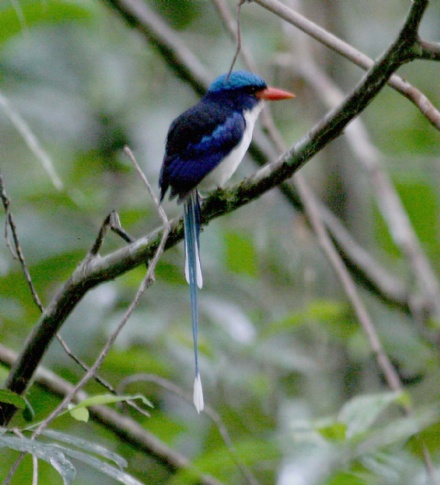 Pretty Common paradise kingfisher