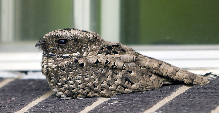 Common poorwill