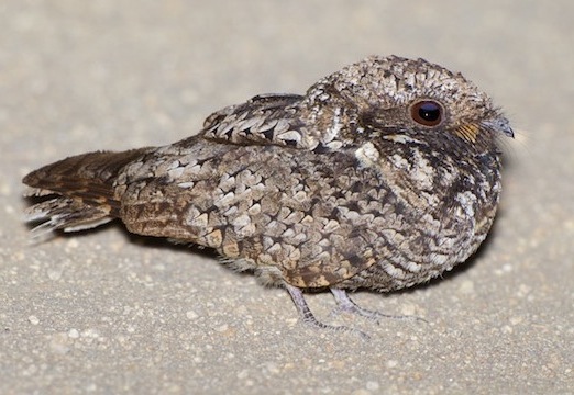 Pretty Common poorwill