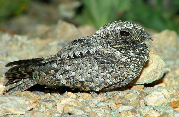 Pretty Common poorwill