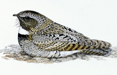 Pretty Common poorwill