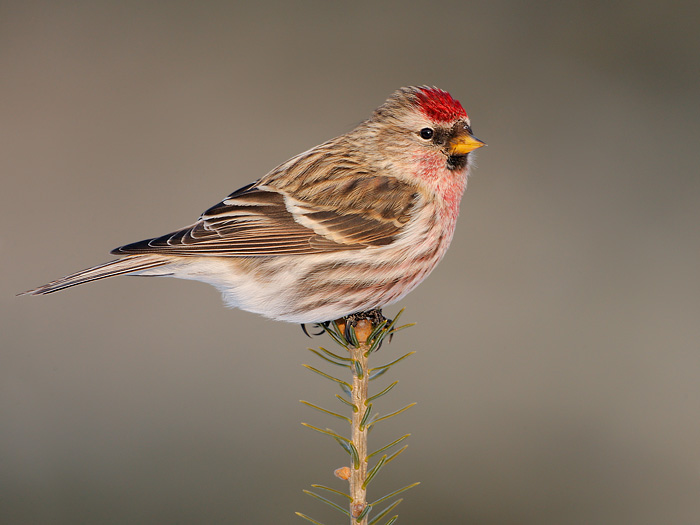 Pretty Common redpoll