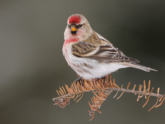 Pretty Common redpoll