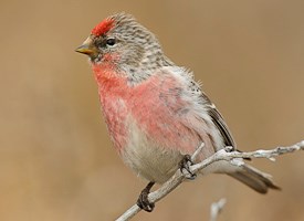 Pretty Common redpoll
