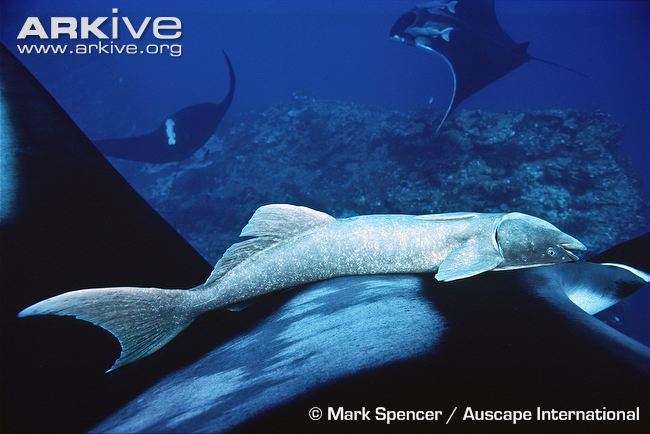 Pretty Common remora