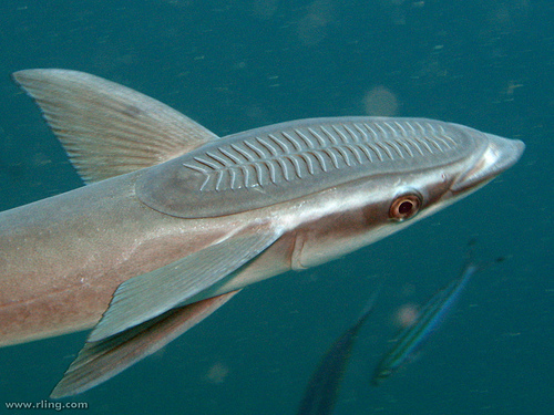 Pretty Common remora