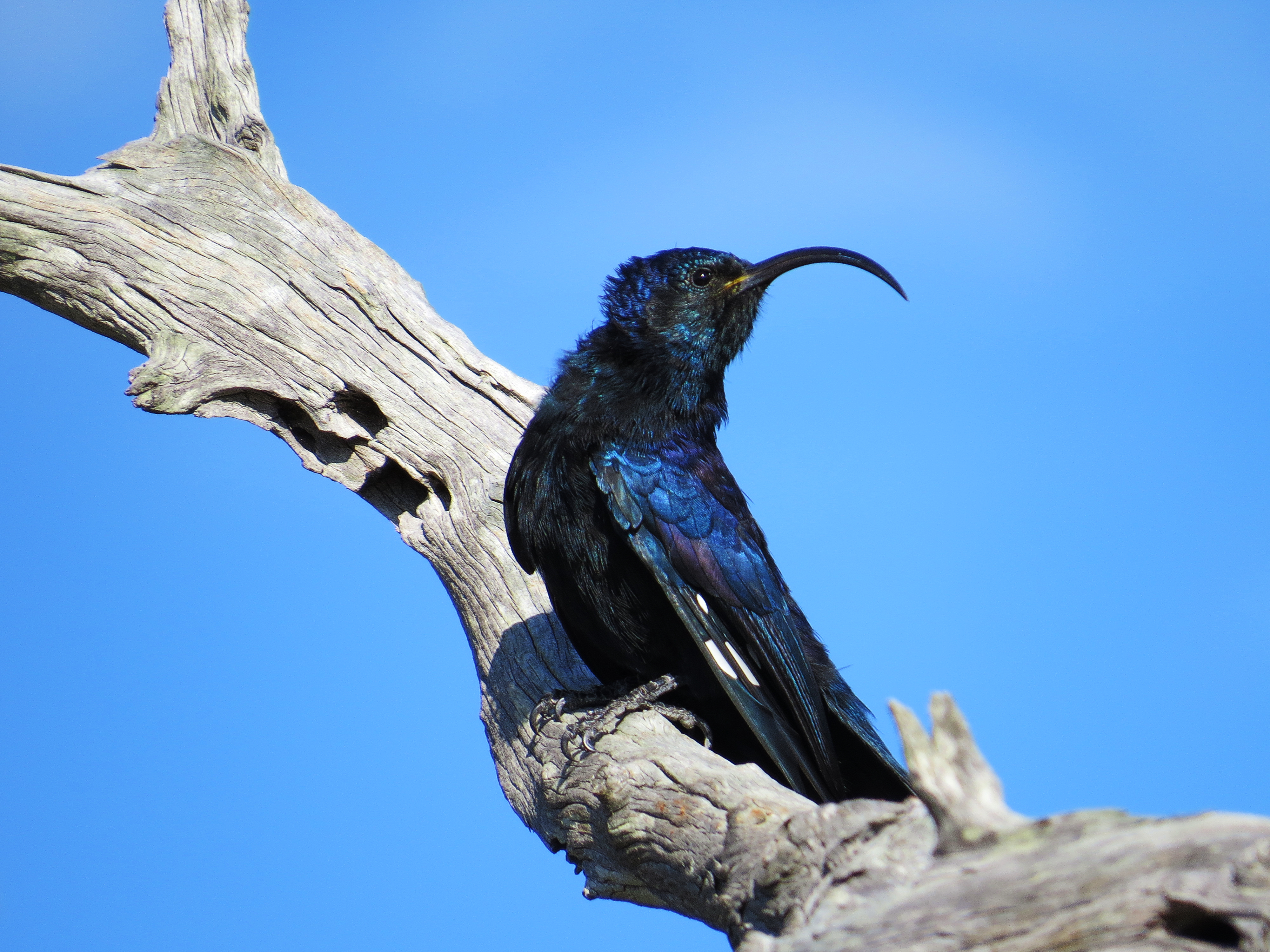 Pretty Common scimitarbill