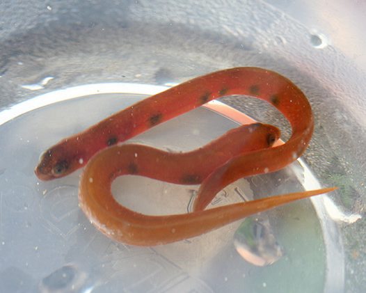 Common shore-eel