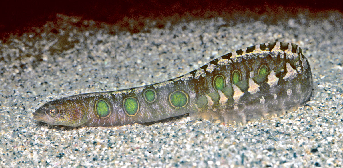 Pretty Common shore-eel