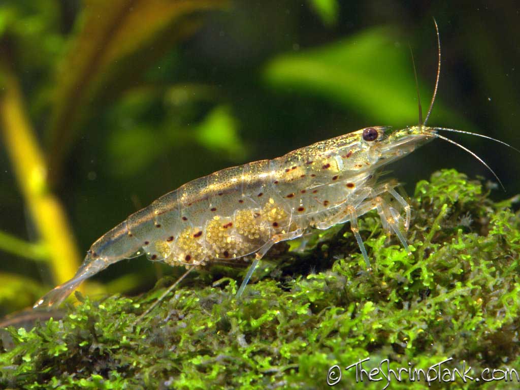 Common shrimpfish
