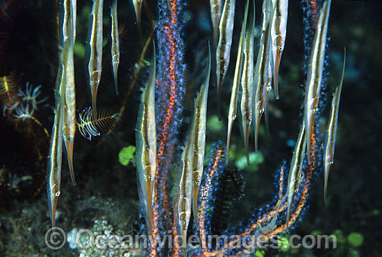 Pretty Common shrimpfish