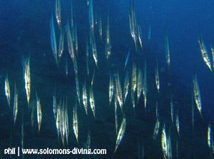 Pretty Common shrimpfish
