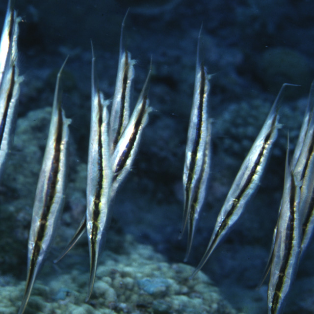 Pretty Common shrimpfish