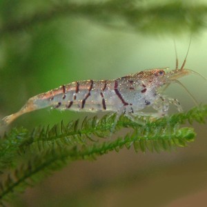 Pretty Common shrimpfish