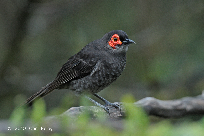 Common smoky honeyeater