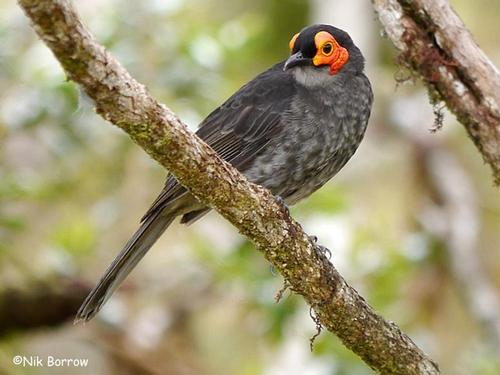 Pretty Common smoky honeyeater