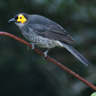 Pretty Common smoky honeyeater