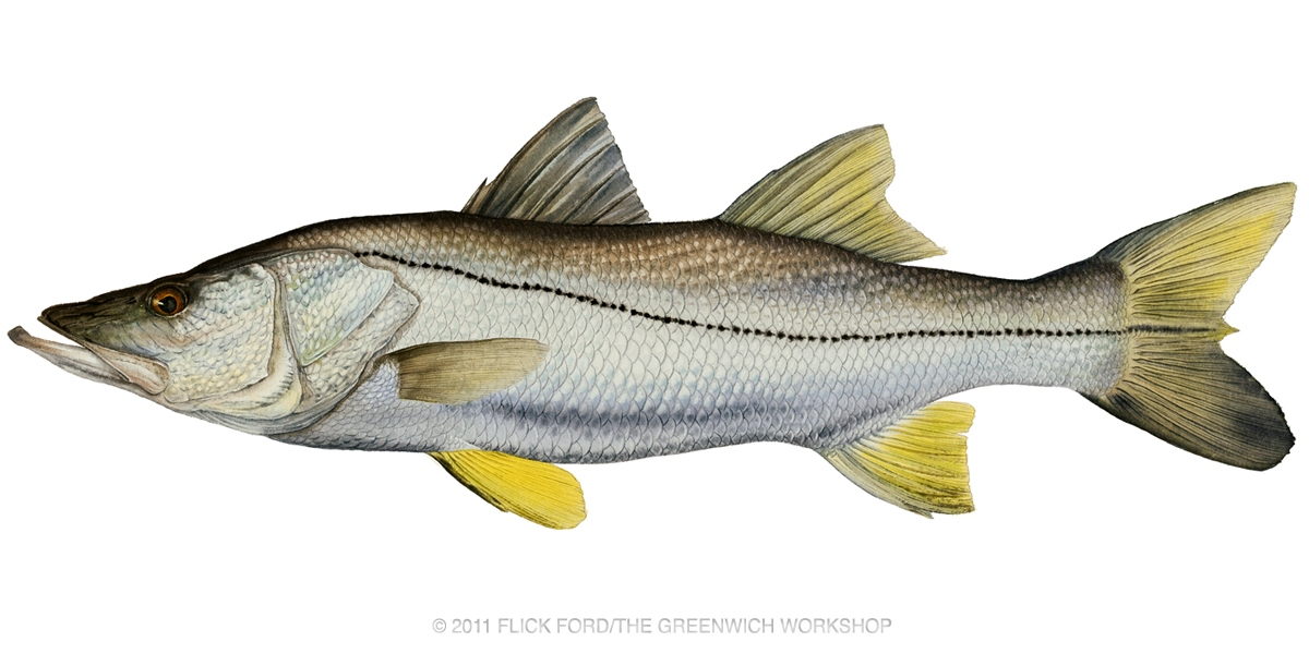 Common snook