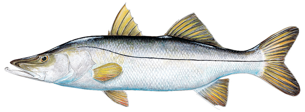 Pretty Common snook