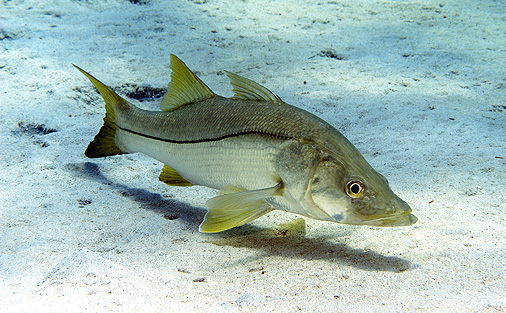 Pretty Common snook