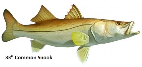 Pretty Common snook
