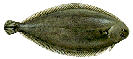 Common sole