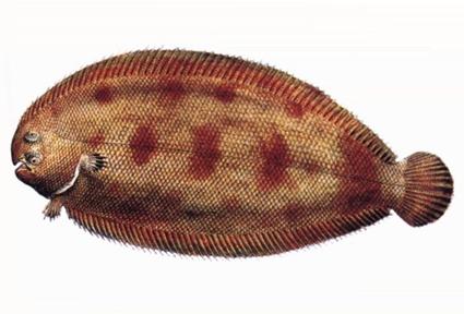Pretty Common sole