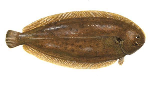 Pretty Common sole