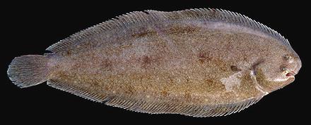 Pretty Common sole