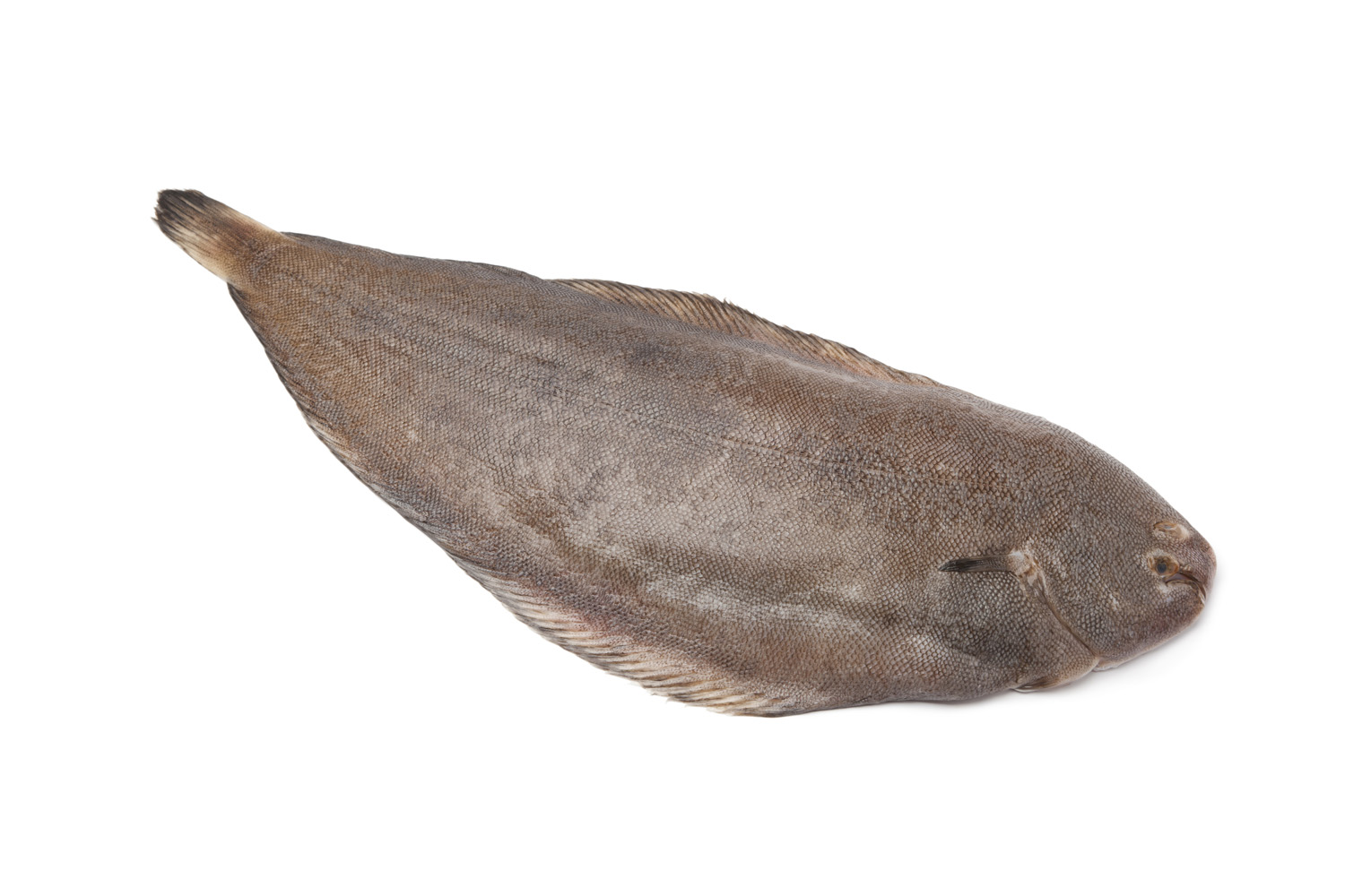 Pretty Common sole