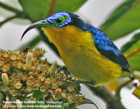 Common sunbird-asity