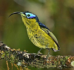 Pretty Common sunbird-asity