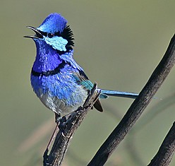 Pretty Common sunbird-asity