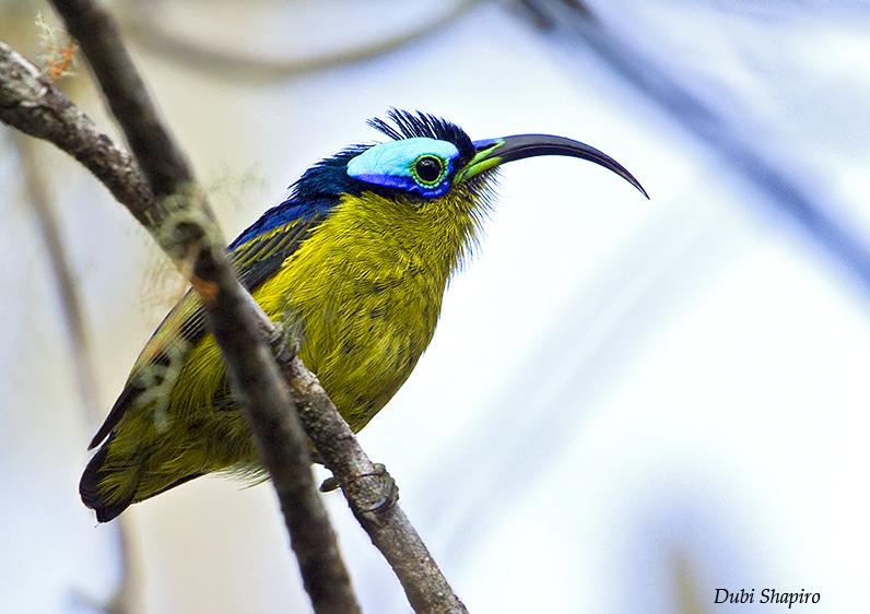 Pretty Common sunbird-asity