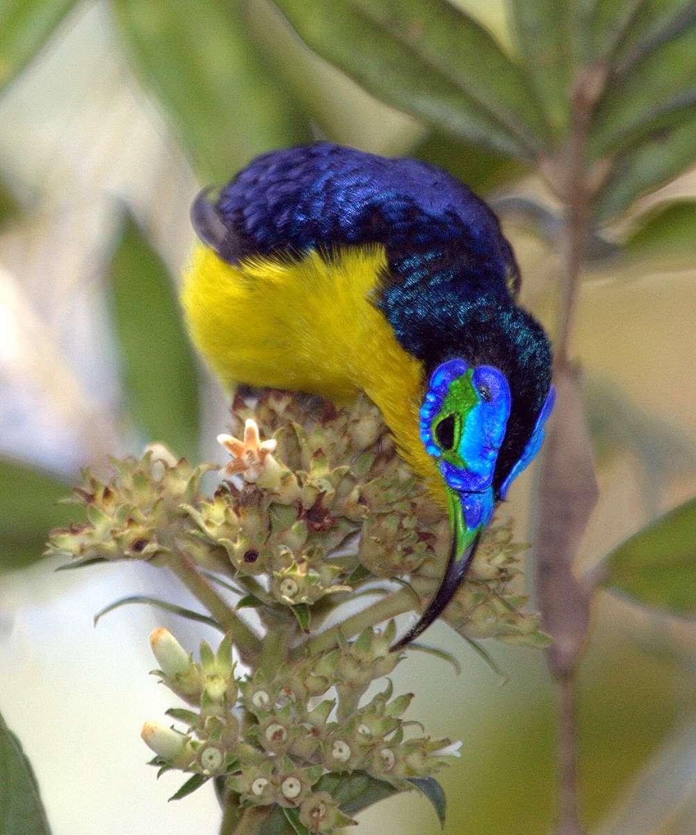 Pretty Common sunbird-asity