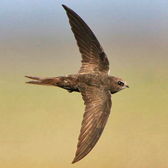 Common swift