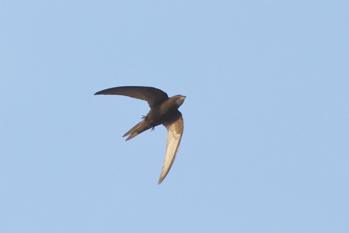 Pretty Common swift