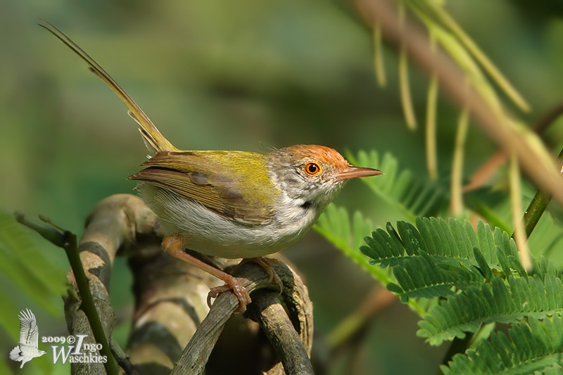 Common tailorbird